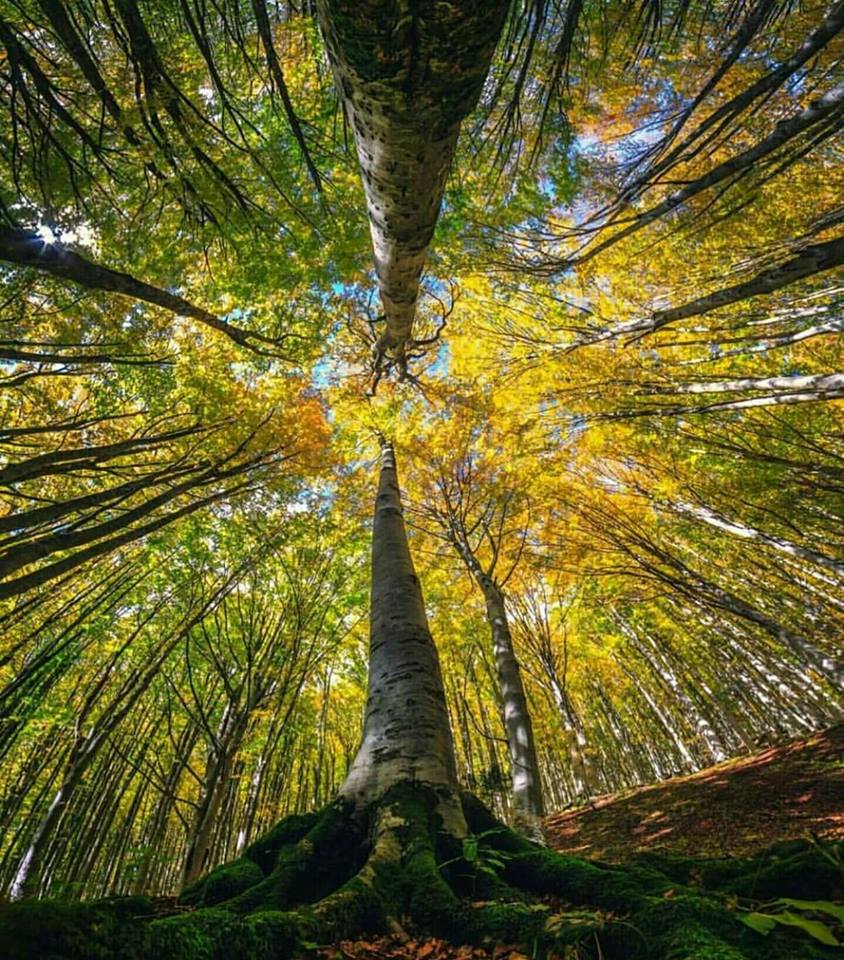 045. Foresta Umbra- Faggio